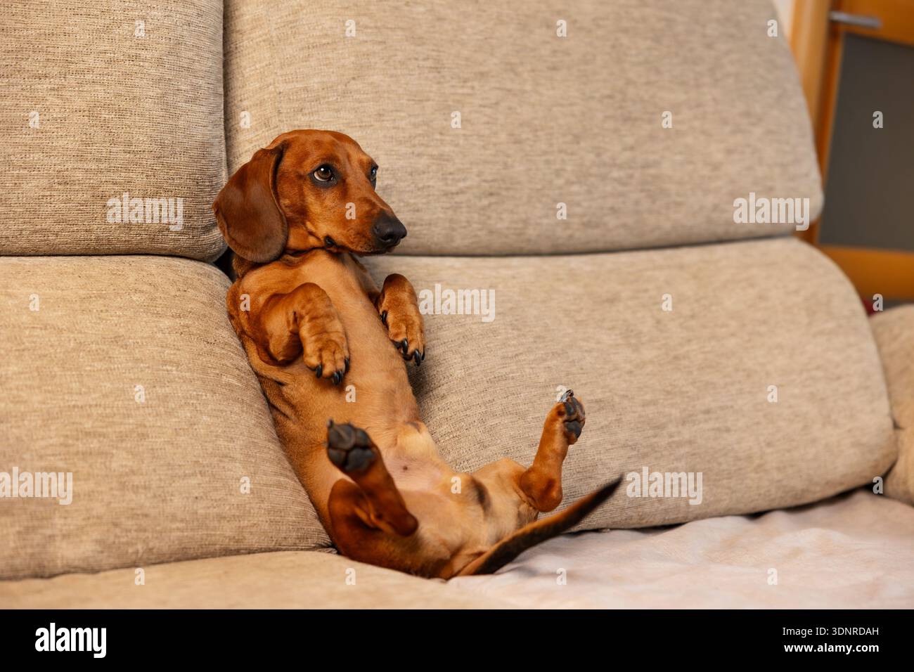 Dachshund dog relaxing upside down on a sofa Stock Photo