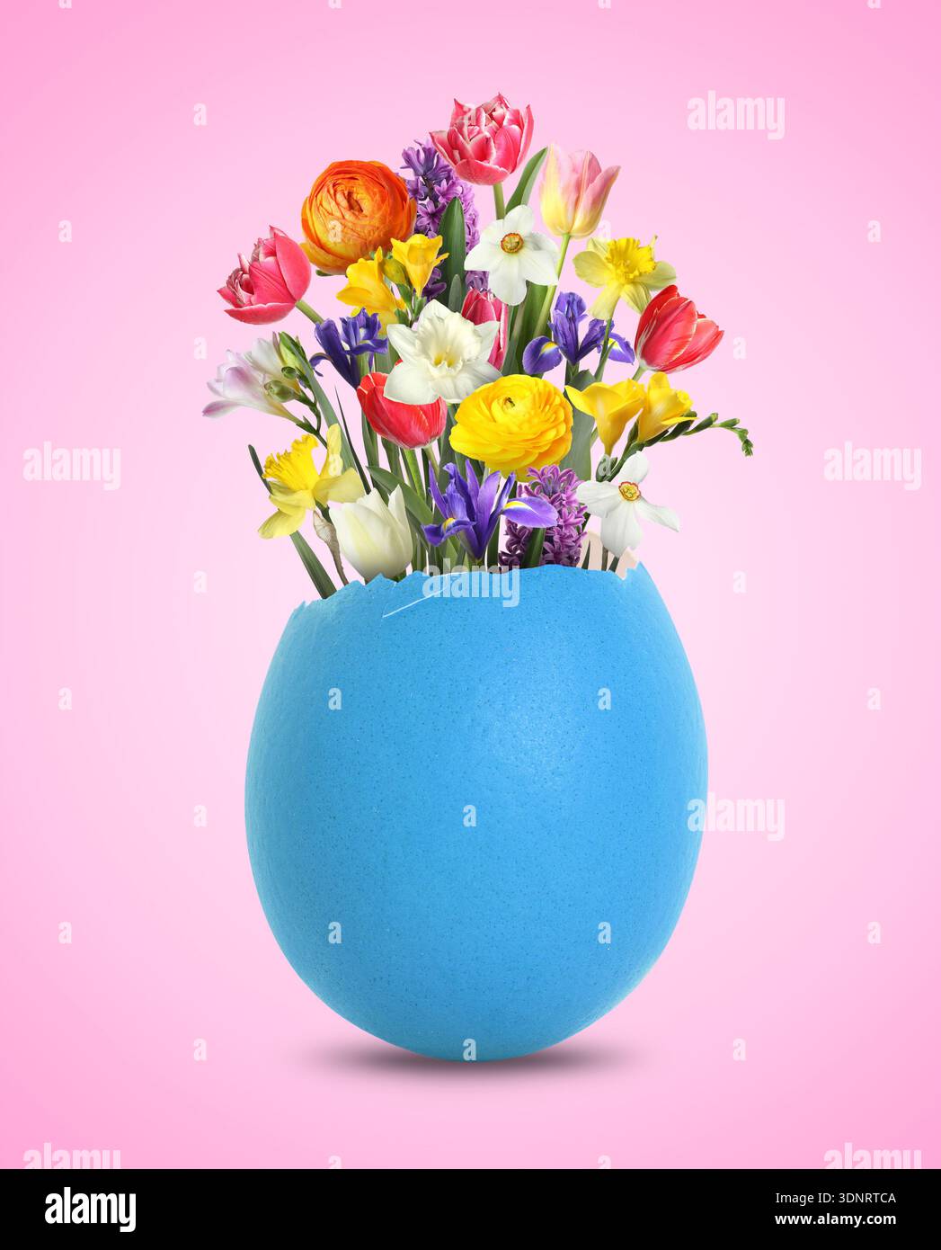 Easter card with spring flowers in broken eggshell on pink background Stock Photo