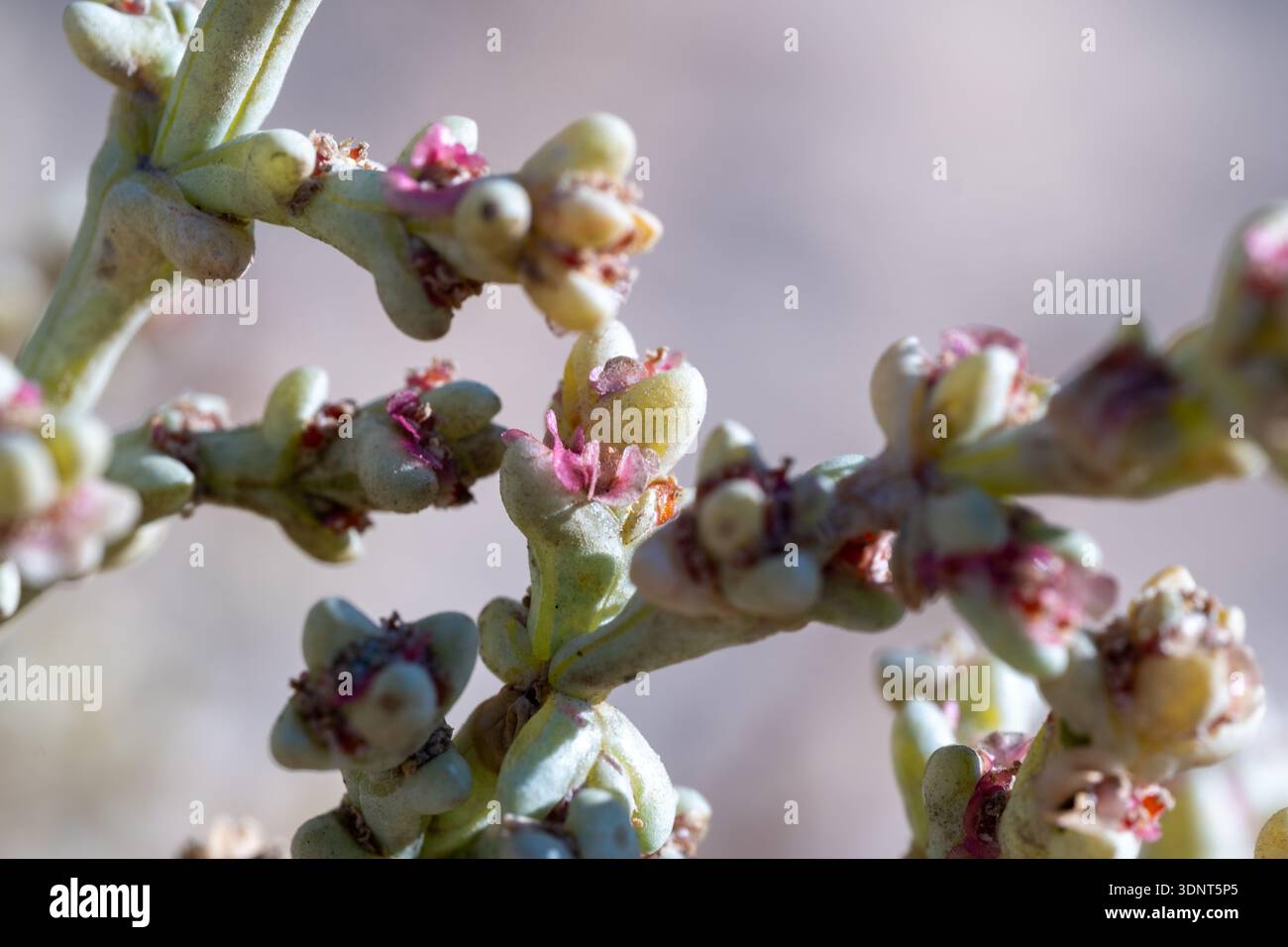 Anabasis setifera hi-res stock photography and images - Alamy