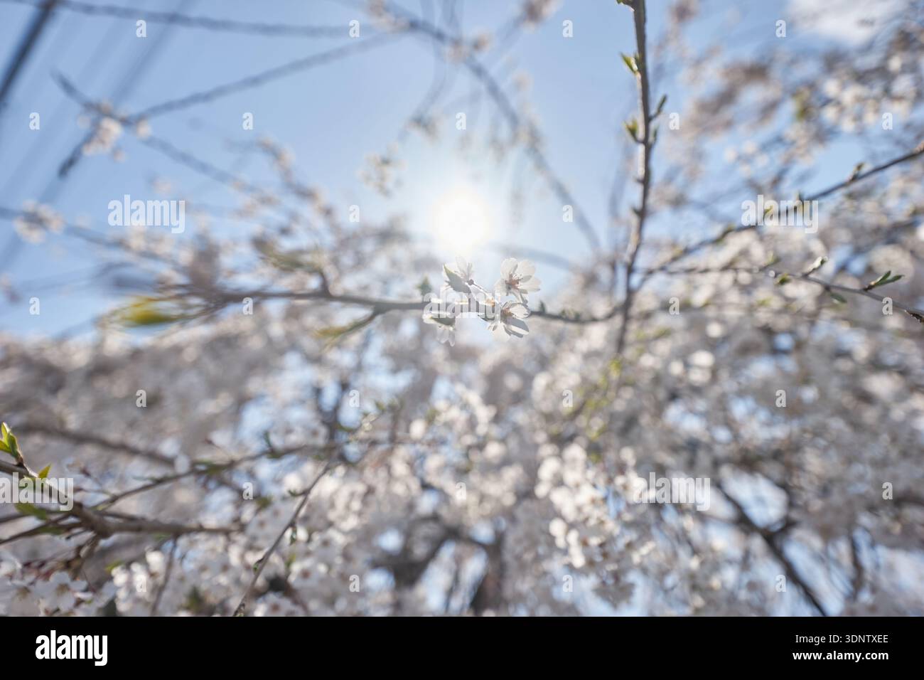Stunning weeping cherry blossoms framing the peaceful Yeonji Pond in ...