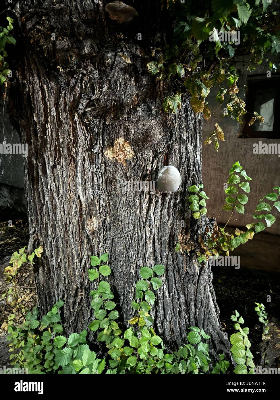 Spherical gray fungal growth attached to rough bark of old tree trunk, surrounded by green leaves and urban background wall, close-up in nightime - Smartphone Captured Stock Image