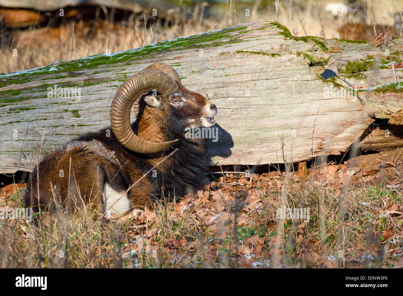 European mouflon ram lying beside fallen tree trunk Stock Photo