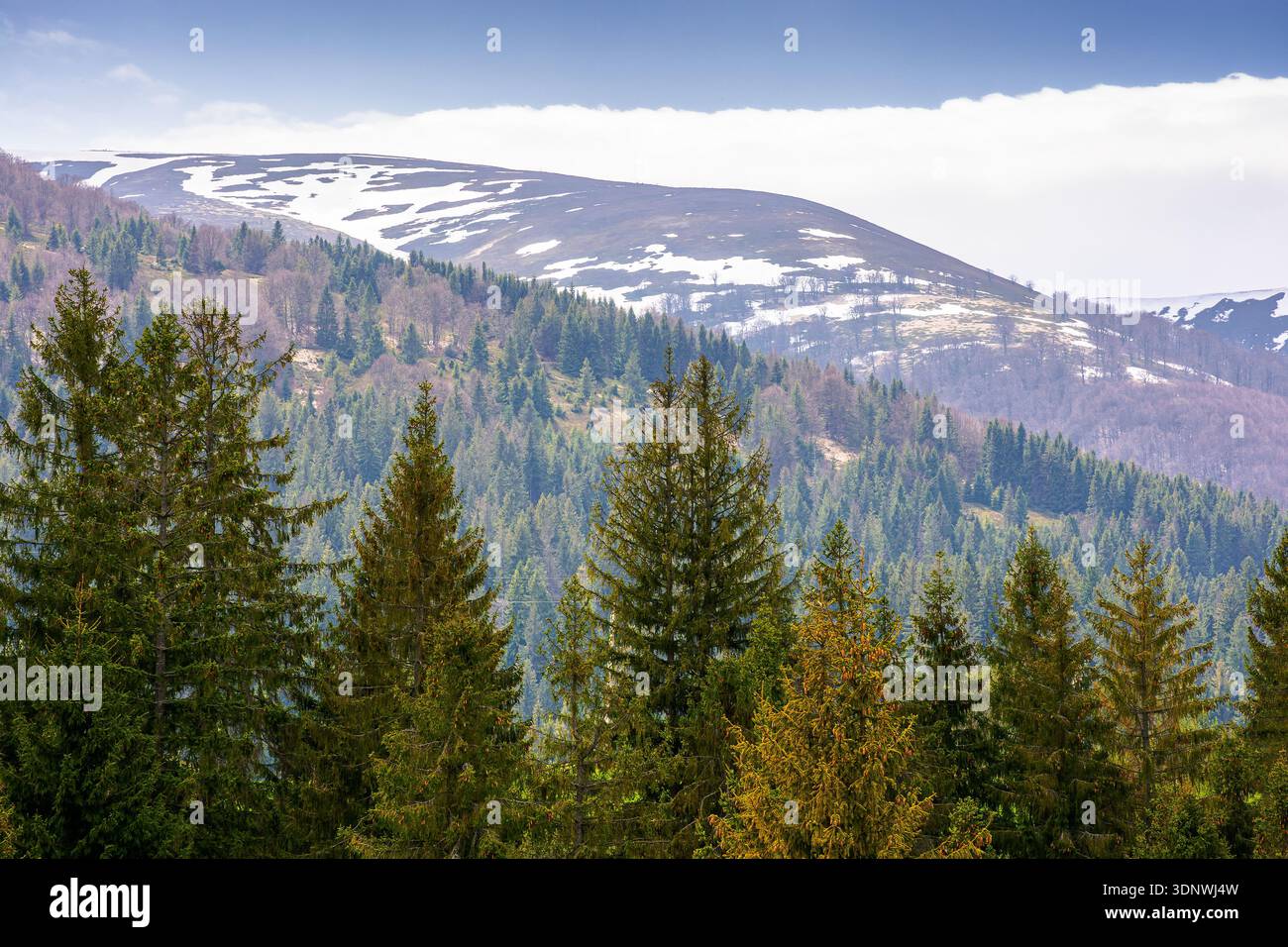 coniferous forest of carpathian mountain landscape in spring. lush green nature environment with cloudy sky. view of snow peaks. remote place for outd Stock Photo