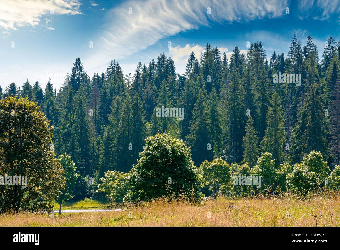 coniferous forest on the steep hillside meadow in summer. carpathian mountain landscape of ukraine. beautiful nature scenery on a sunny day. green env Stock Photo