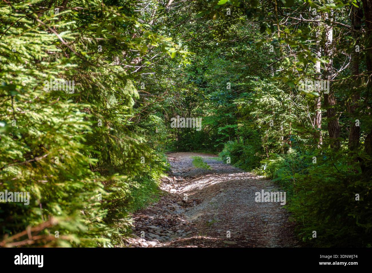narrow forest road in dappled light. summer landscape with trail surrounded by tall trees. gravel path through dense beech woodland. nature background Stock Photo