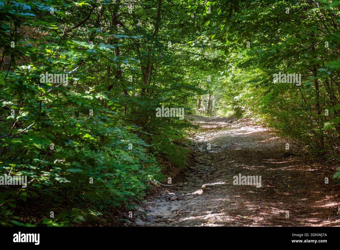 narrow forest road in dappled light. summer landscape with trail surrounded by tall trees. gravel path through dense beech woodland. nature background Stock Photo