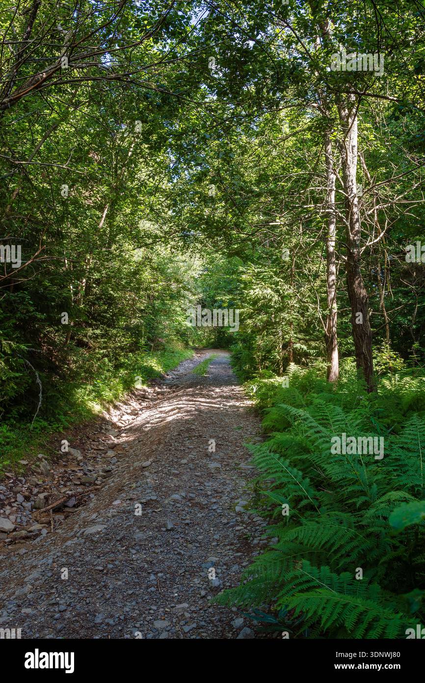 narrow forest road in dappled light. summer landscape with trail surrounded by tall trees. gravel path through dense beech woodland. nature background Stock Photo