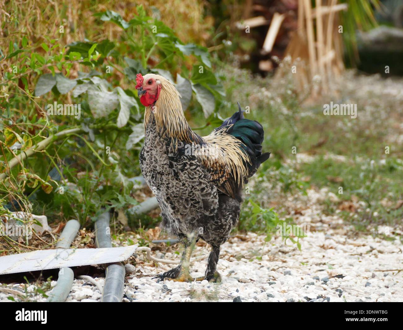 Dark Brahma chicken standing outdoors on a farm path Stock Photo
