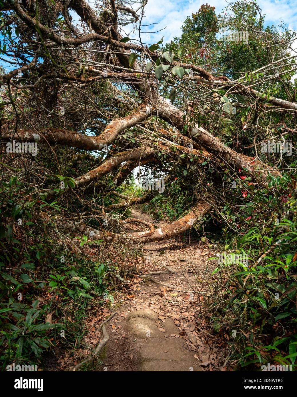 A dense jungle trail in the Cameron Highlands, Malaysia, obstructed by ...