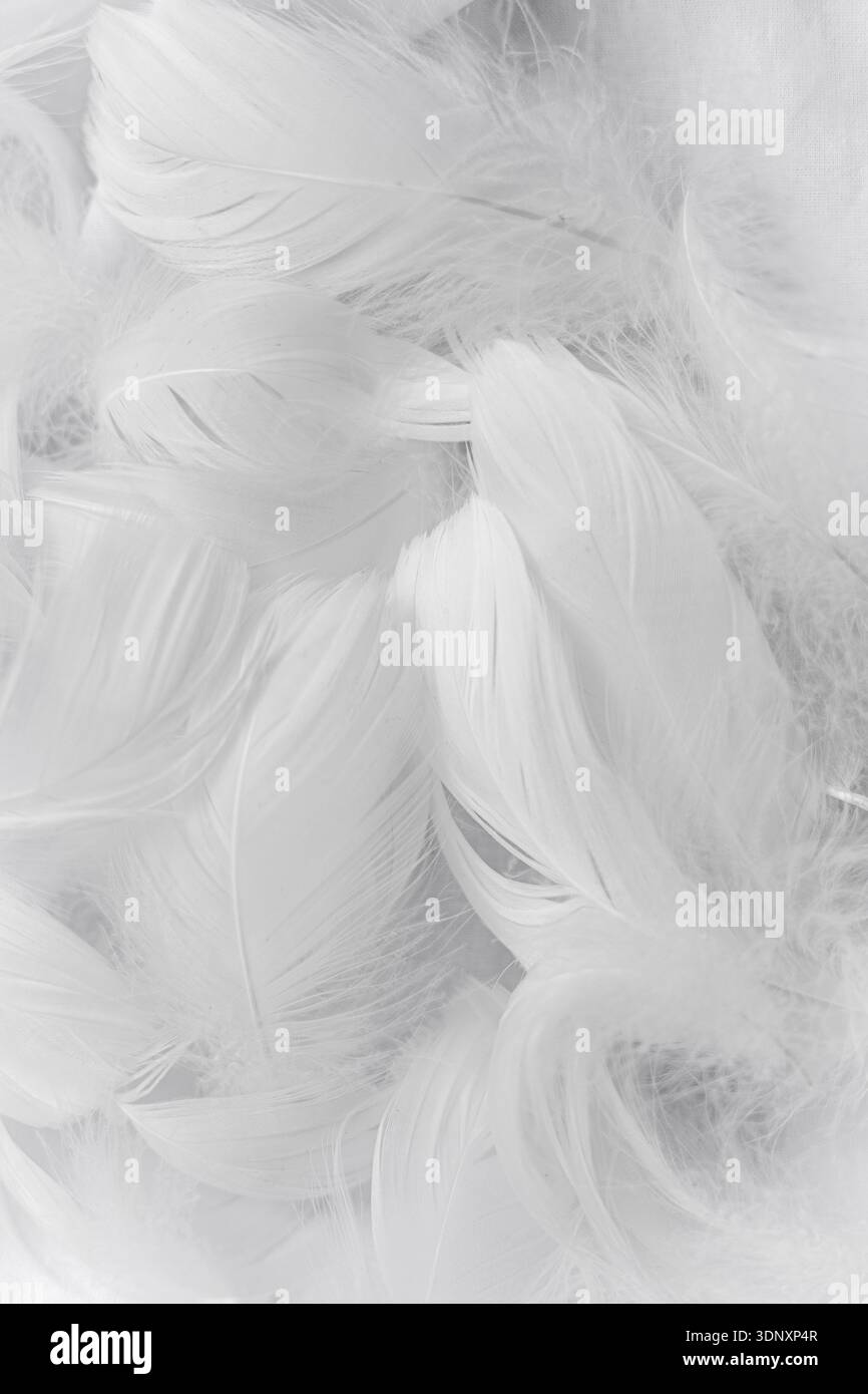 Subtle Delicate A collection of soft white feathers, layered and intertwined, creating ...
