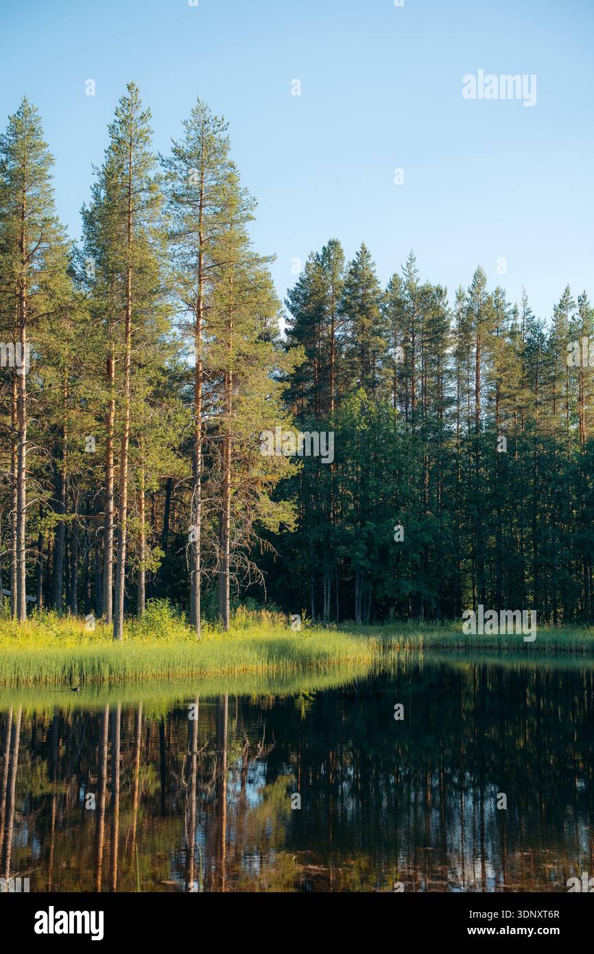 Tranquil Swedish lake scene with tall pine trees reflecting in calm ...