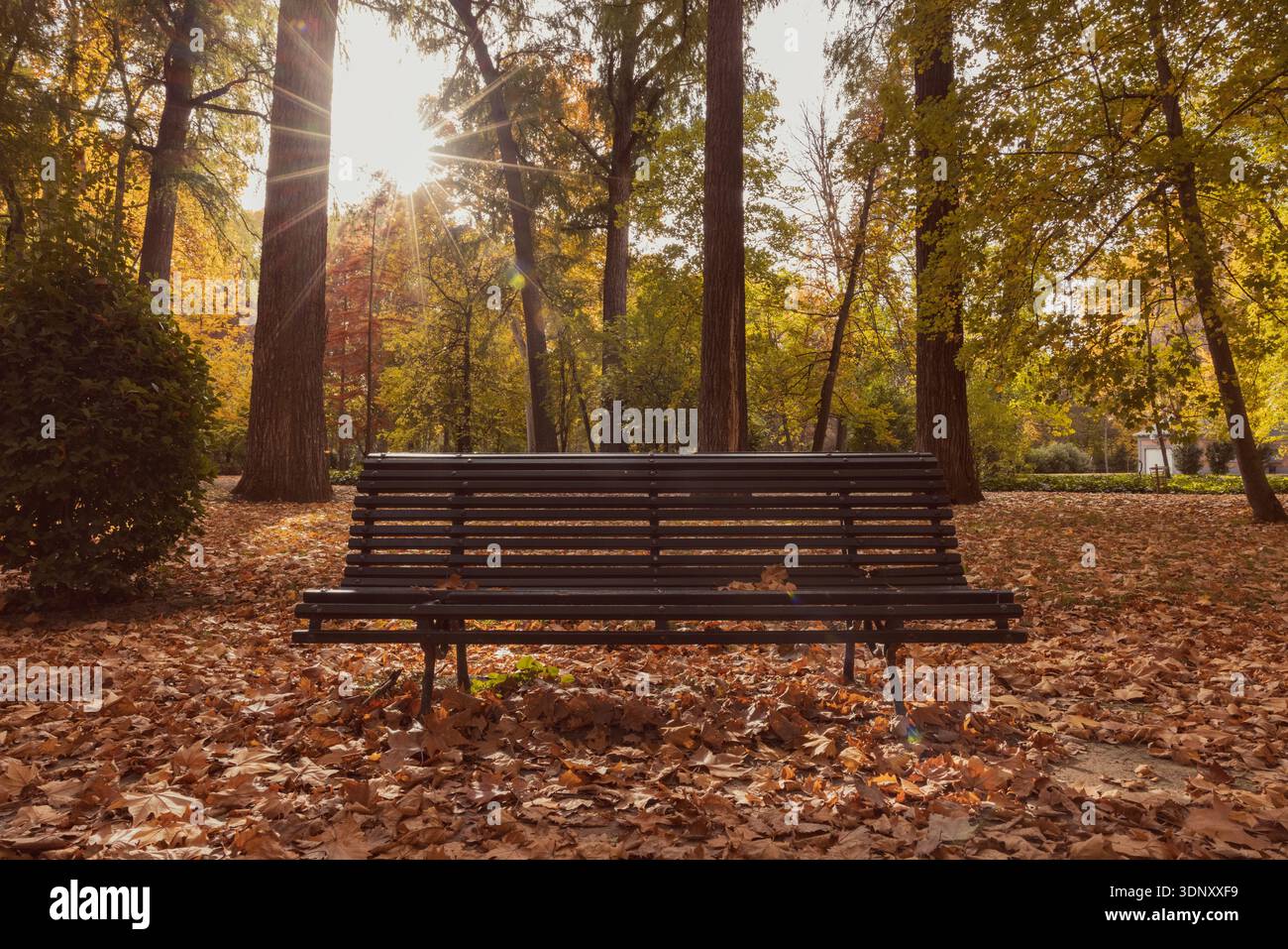 A solitary park bench sits amidst fallen autumn leaves, bathed in the warm glow of sunlight streaming through tall trees, creating a serene and peacef Stock Photo
