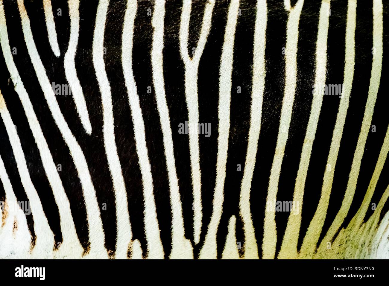 The unique pattern of the rare Grévy's zebra close up. It is a joy to see how natural these patterns look, how detailed the designs. Her the rump. Stock Photo