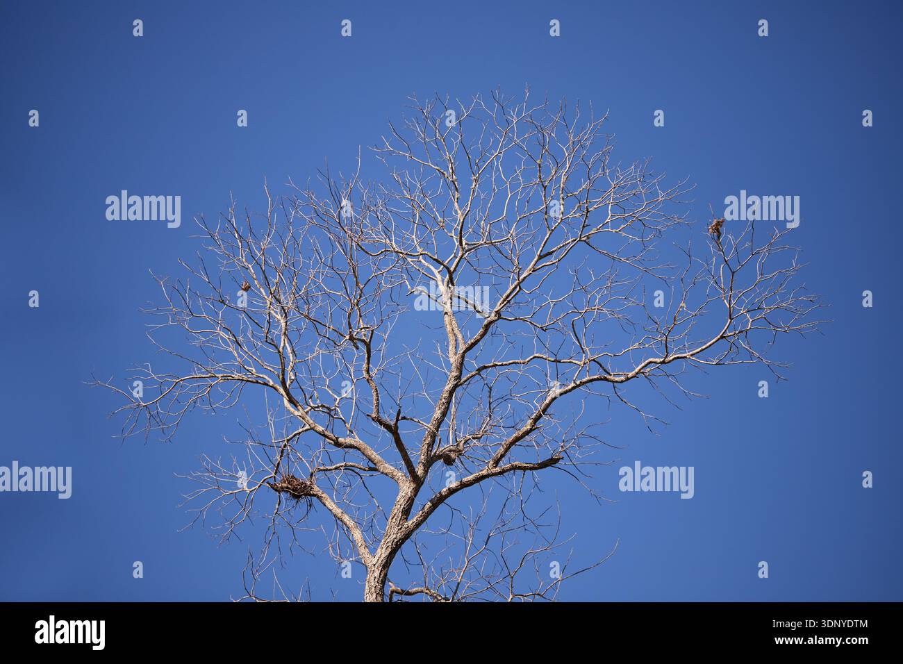 Dead Oak tree branches against a clear blue sky! Stock Photo