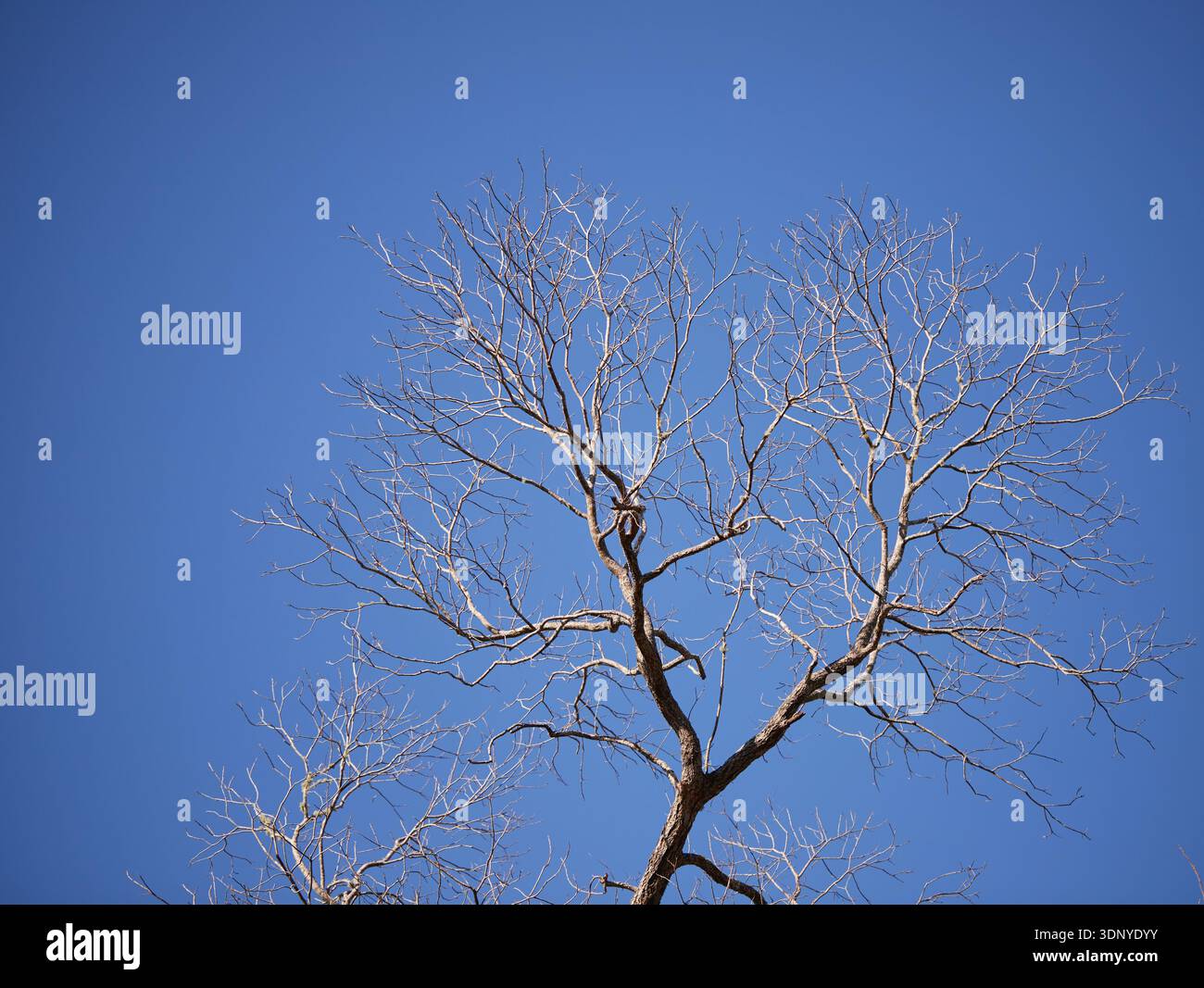 Dead Oak tree branches against a clear blue sky! Stock Photo