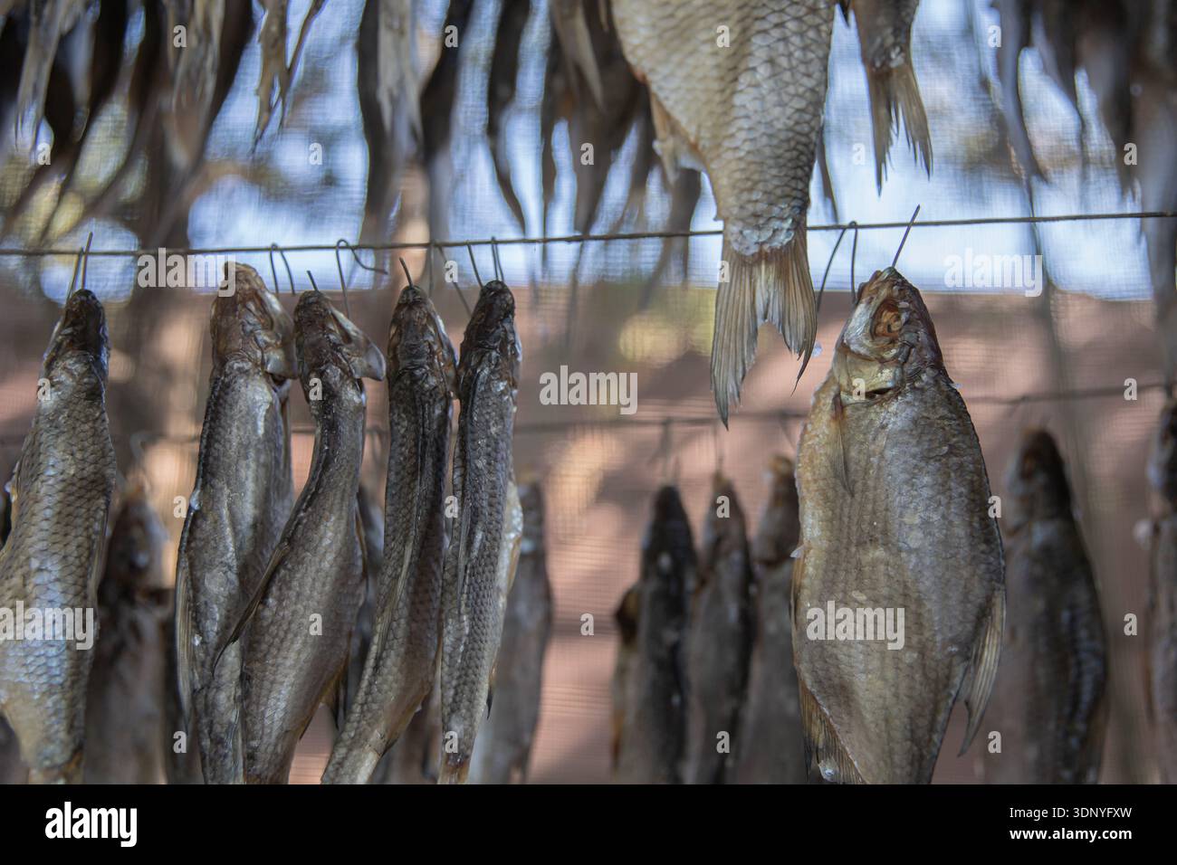 Fresh fish hanging on wire for traditional natural drying process Stock Photo