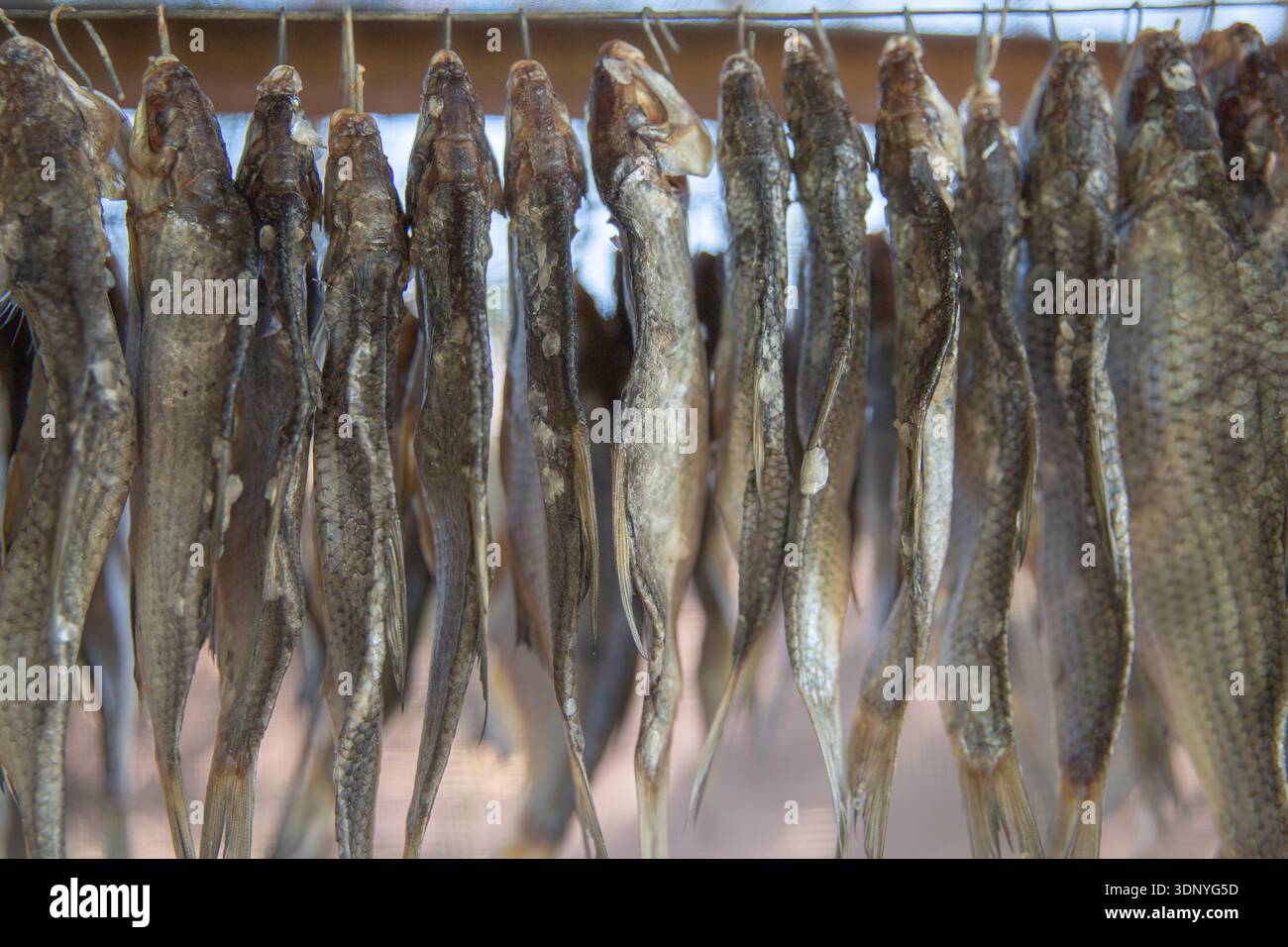 Fresh fish hanging on wire for traditional natural drying process Stock Photo