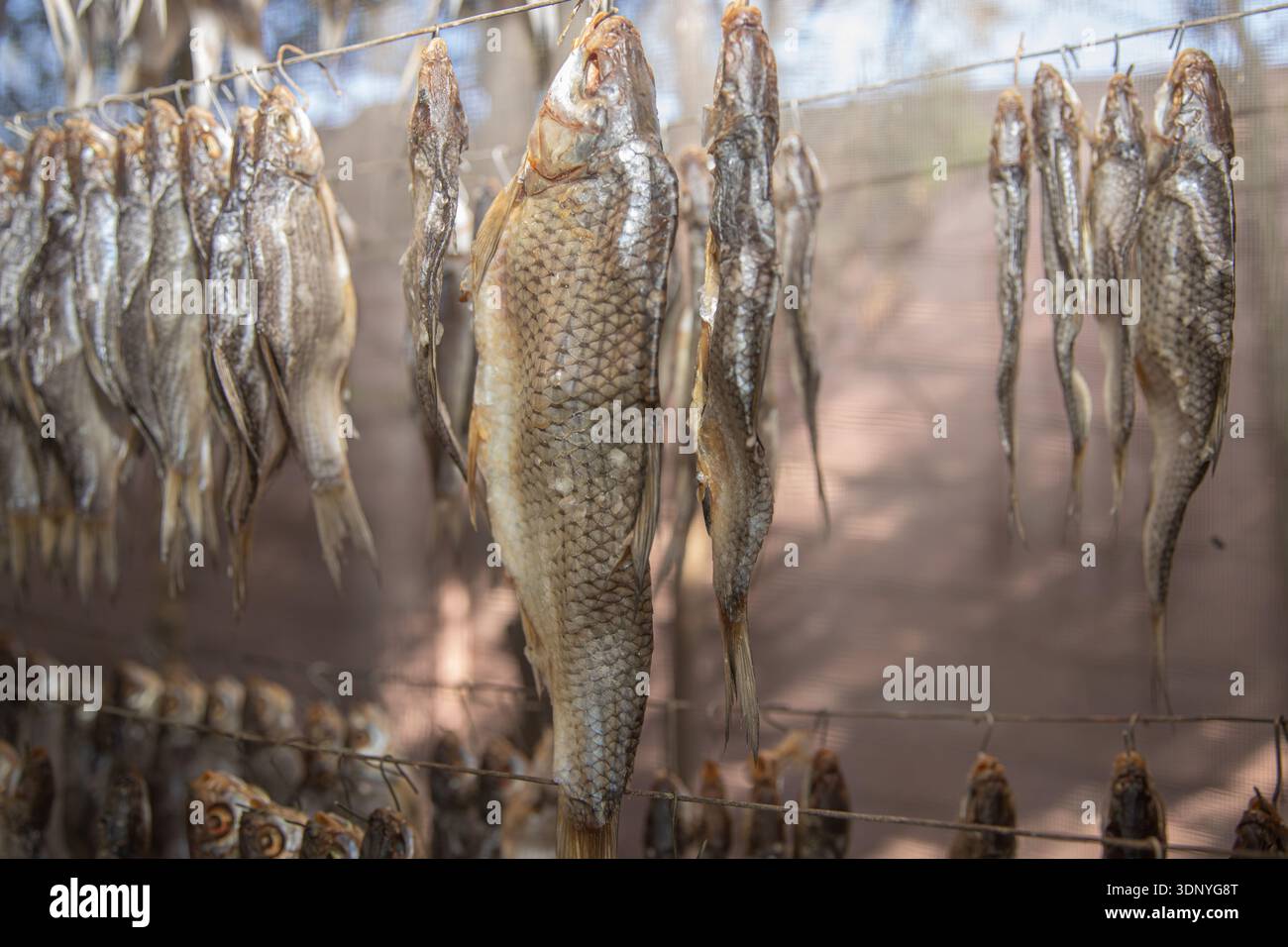 Fresh fish hanging on wire for traditional natural drying process Stock Photo