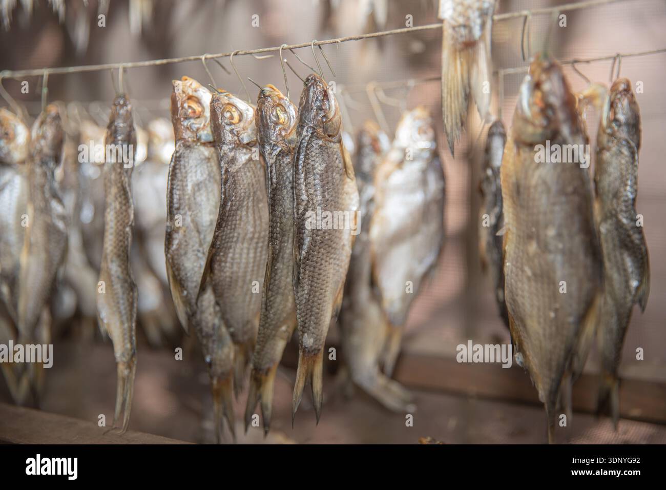 Fresh fish hanging on wire for traditional natural drying process Stock Photo