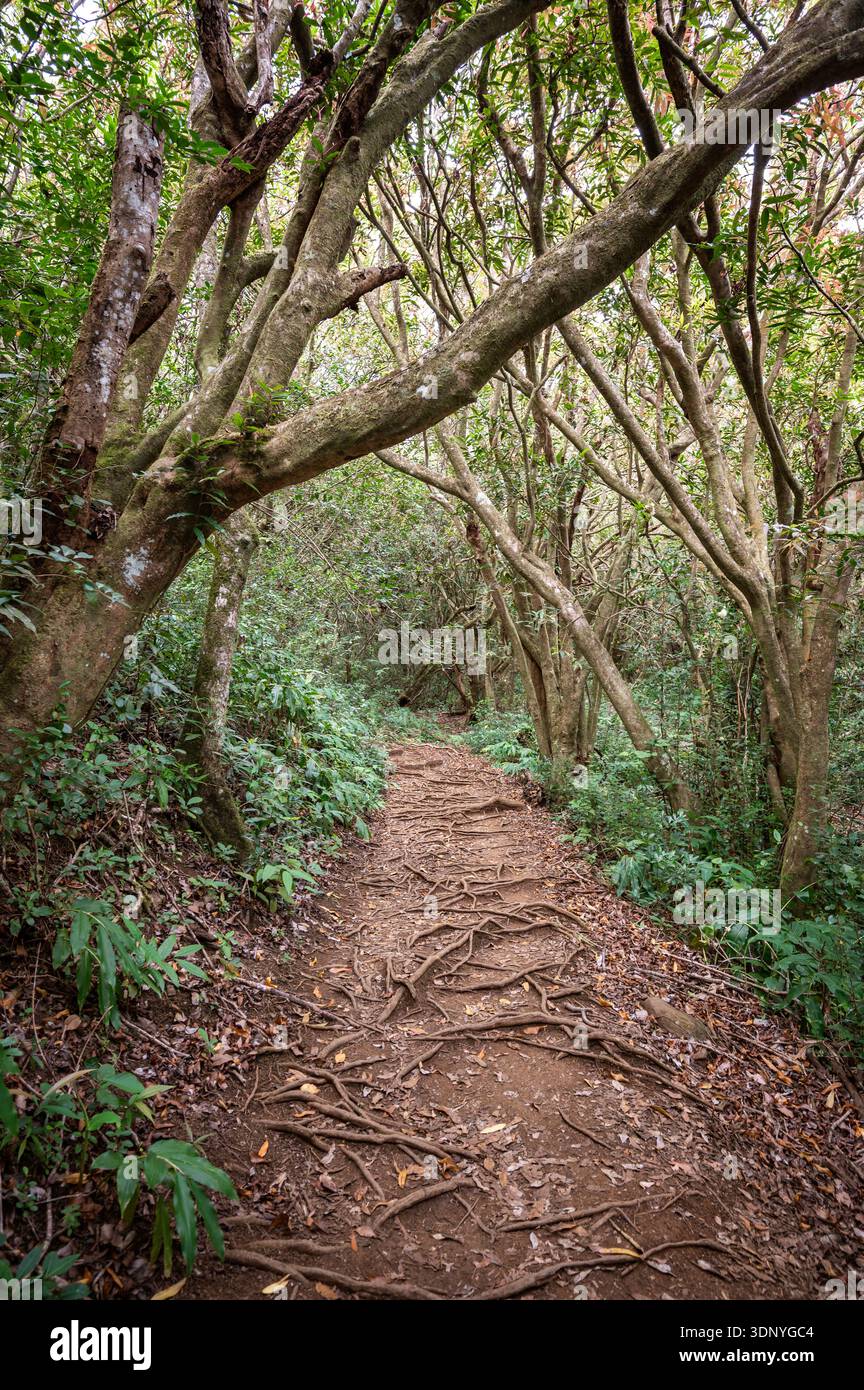 Forest trail with exposed tree roots along the GR R2 hiking route in La ...