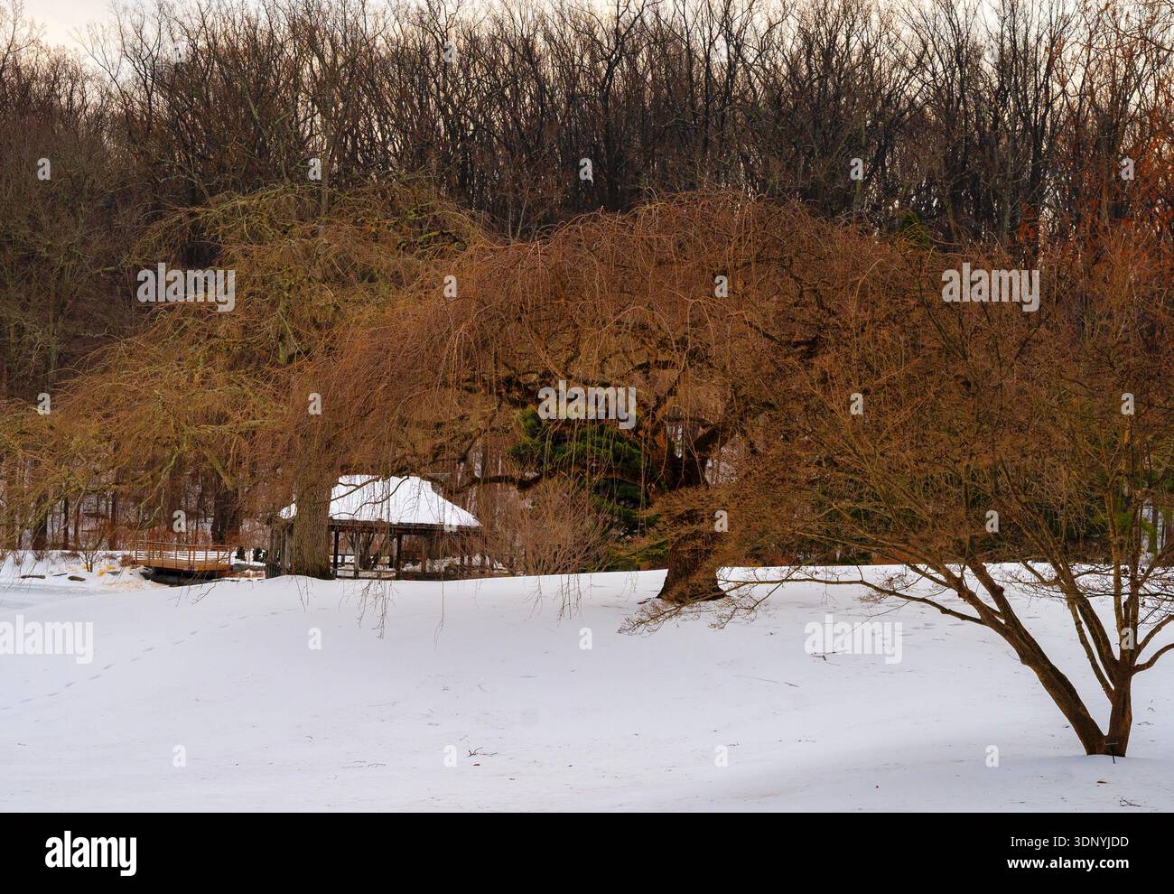 A snowy winter day in a park Stock Photo