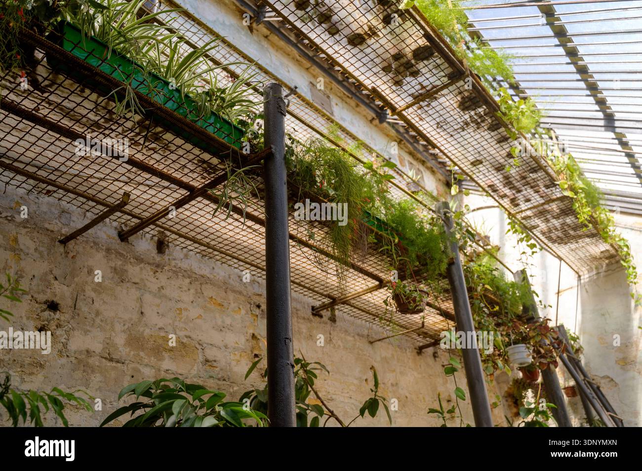 Greenhouse interior with stone walls and metal shelves holding potted Pothos and Ivy vines. Concept of vertical gardening and professional botanical g Stock Photo