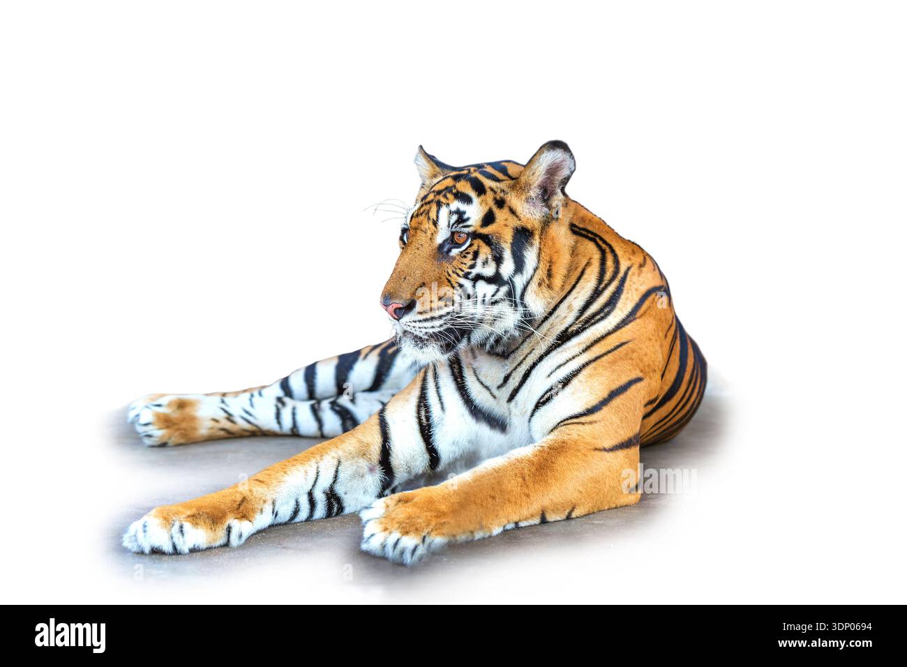 Tiger sitting isolated on white background Stock Photo