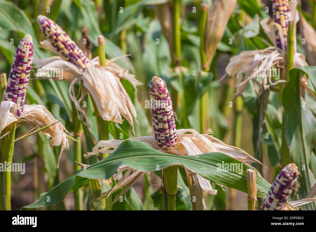 fantasy Corn on tree Stock Photo