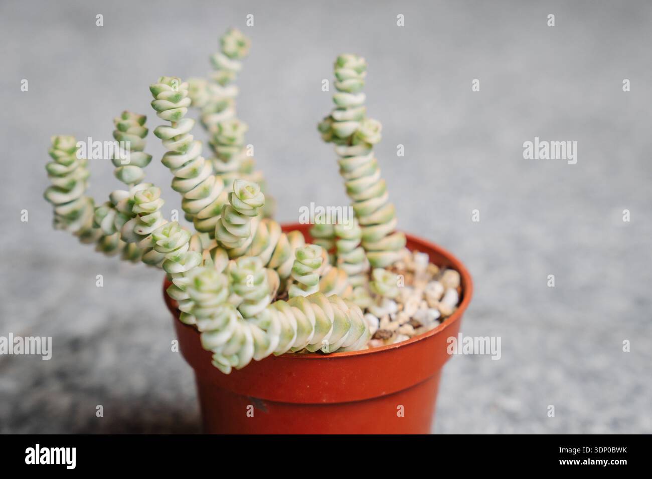 prayer plant seeds Prayer Plant Maranta leuconeura 6" Pot / Light Green / With Pot