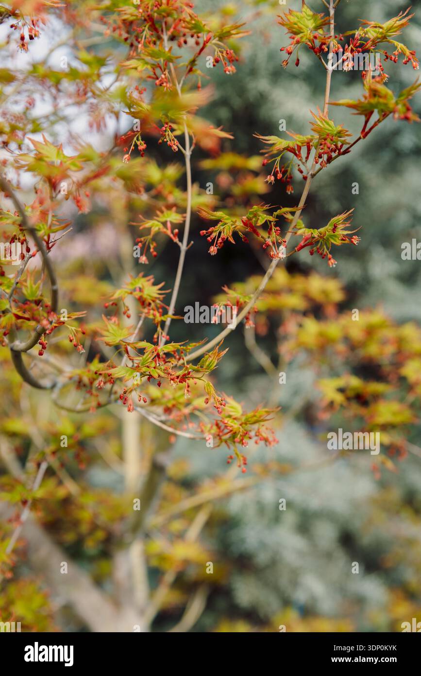 Maple Tree Spring Time Acer palmatum 'Katsura'. Japanese Maple foliage springtime Stock Photo ...