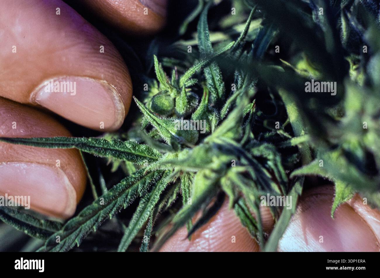 Close-up of hemp plant with mature seeds, symbolizing cannabis breeding, cultivation, and legalization concepts. Stock Photo