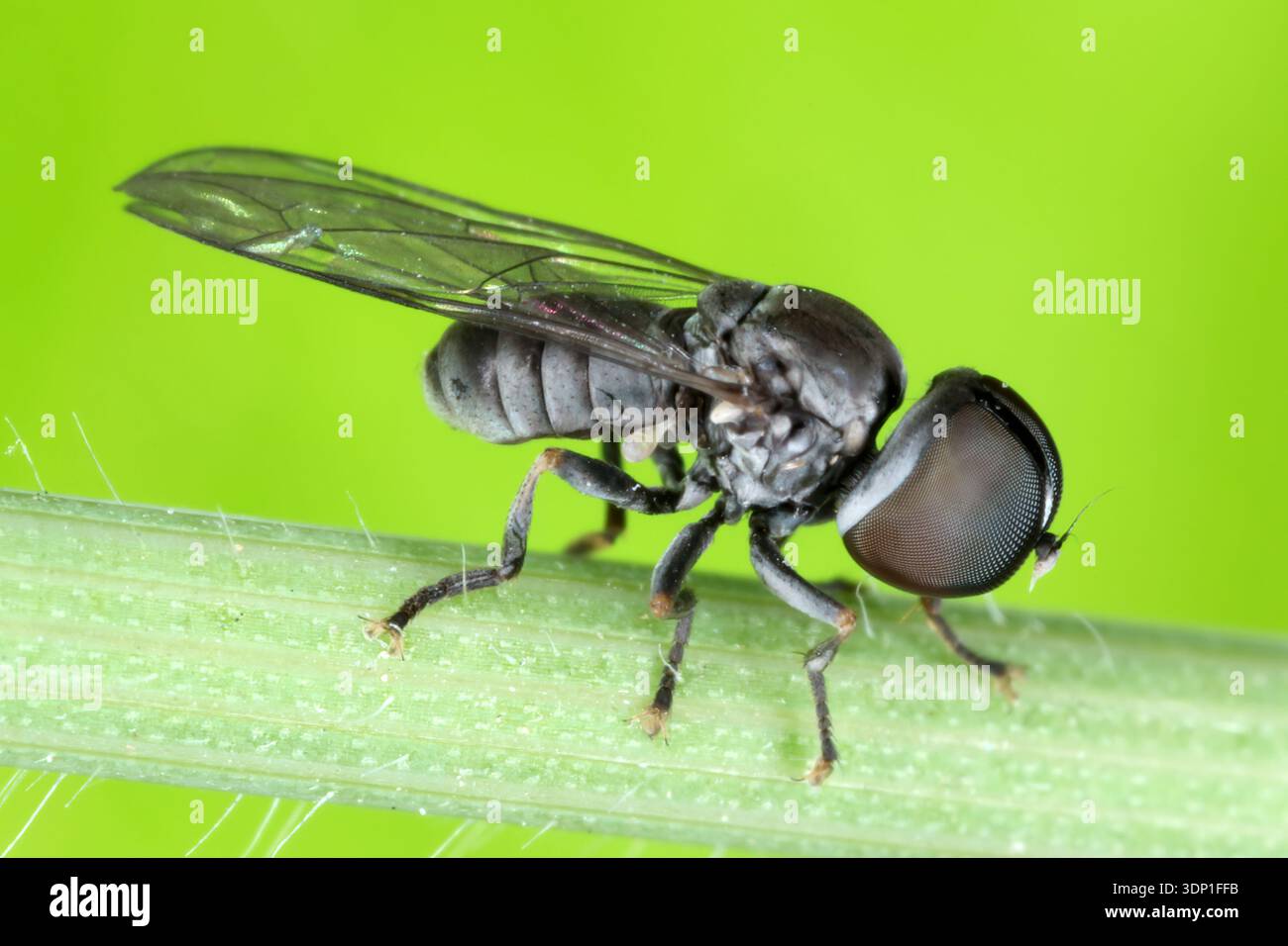 Insect parasitoids hi-res stock photography and images - Alamy