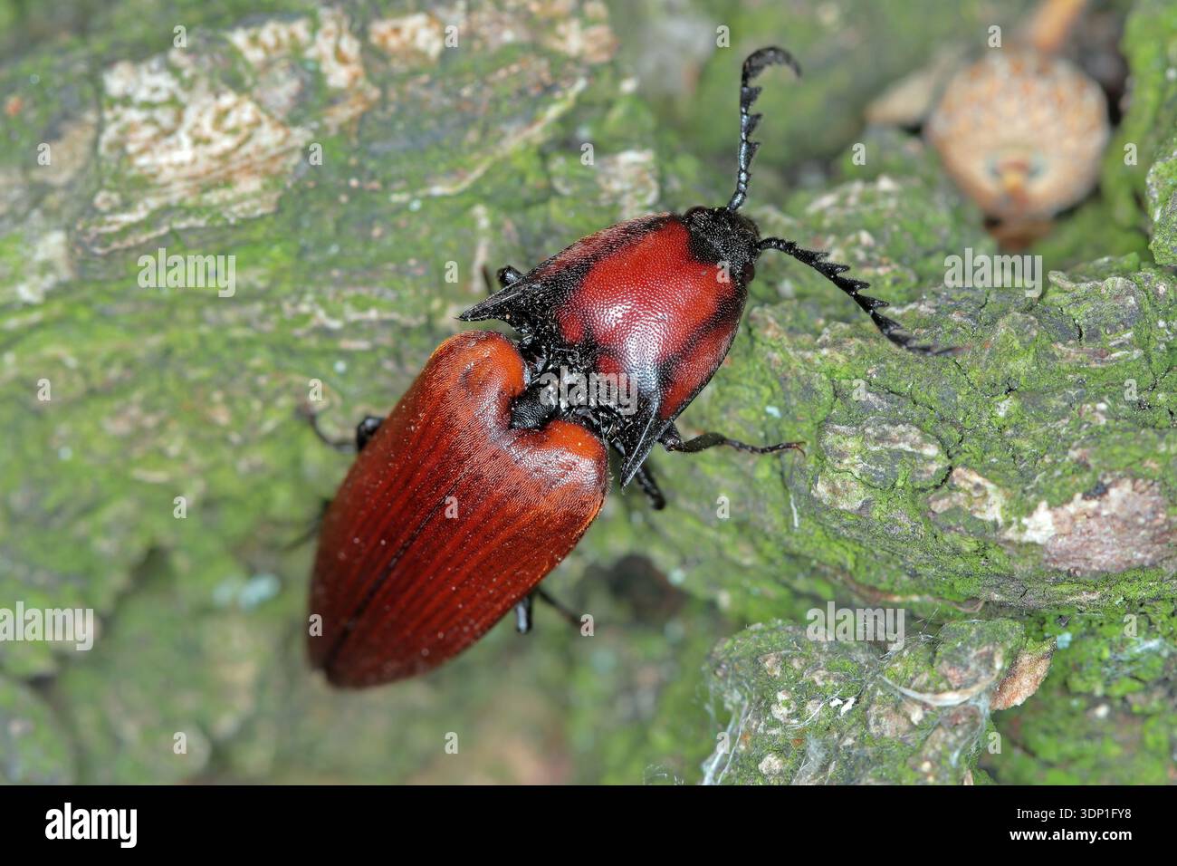 Rusty Beetle Rusty click beetle, Elater ferrugineus. An interesting, unusual color ...