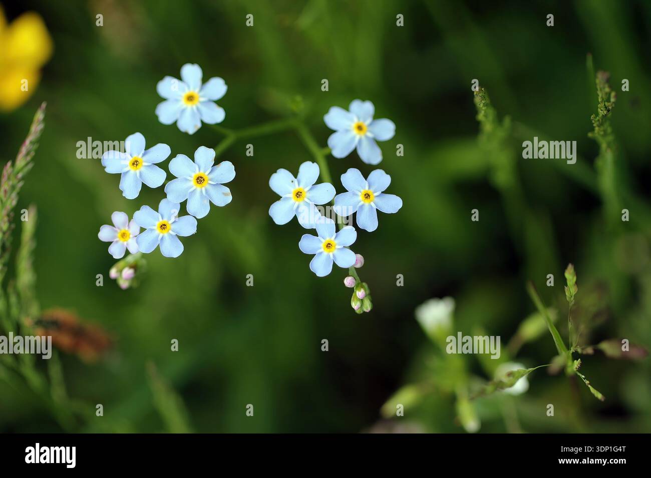 Myosotis arvensis or field forget-me-not is a herbaceous annual to short lived perennial flowering plant in the family Boraginaceae. Stock Photo