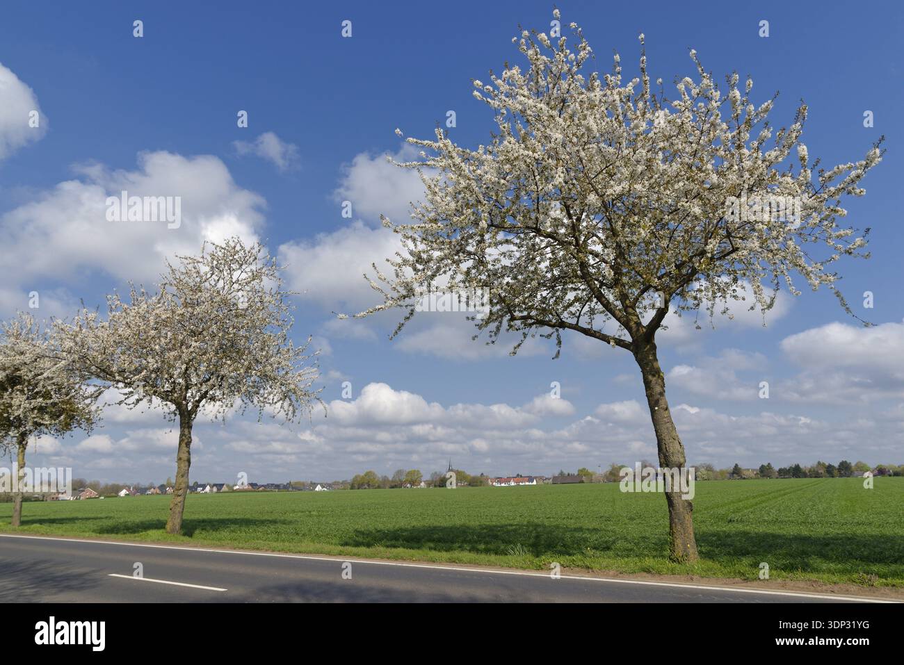 Flowering cherry trees (Prunus) at the edge of a field, Kempen, North Rhine-Westphalia, Germany Stock Photo