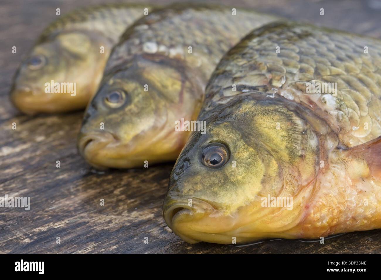 Freshwater fish. Carp Stock Photo - Alamy