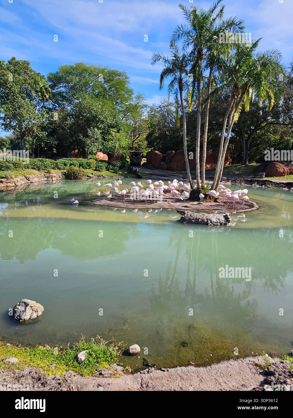 EDITORIAL USE ONLY- ORLANDO FLORIDA-A large flock of pink flamingos gathered on a small island in the center of a calm, pale green lagoon. Tall palm trees grow from the island, casting long reflections on the water, with a lush tropical forest and a safari vehicle visible in the background under a blue sky. Stock Photo