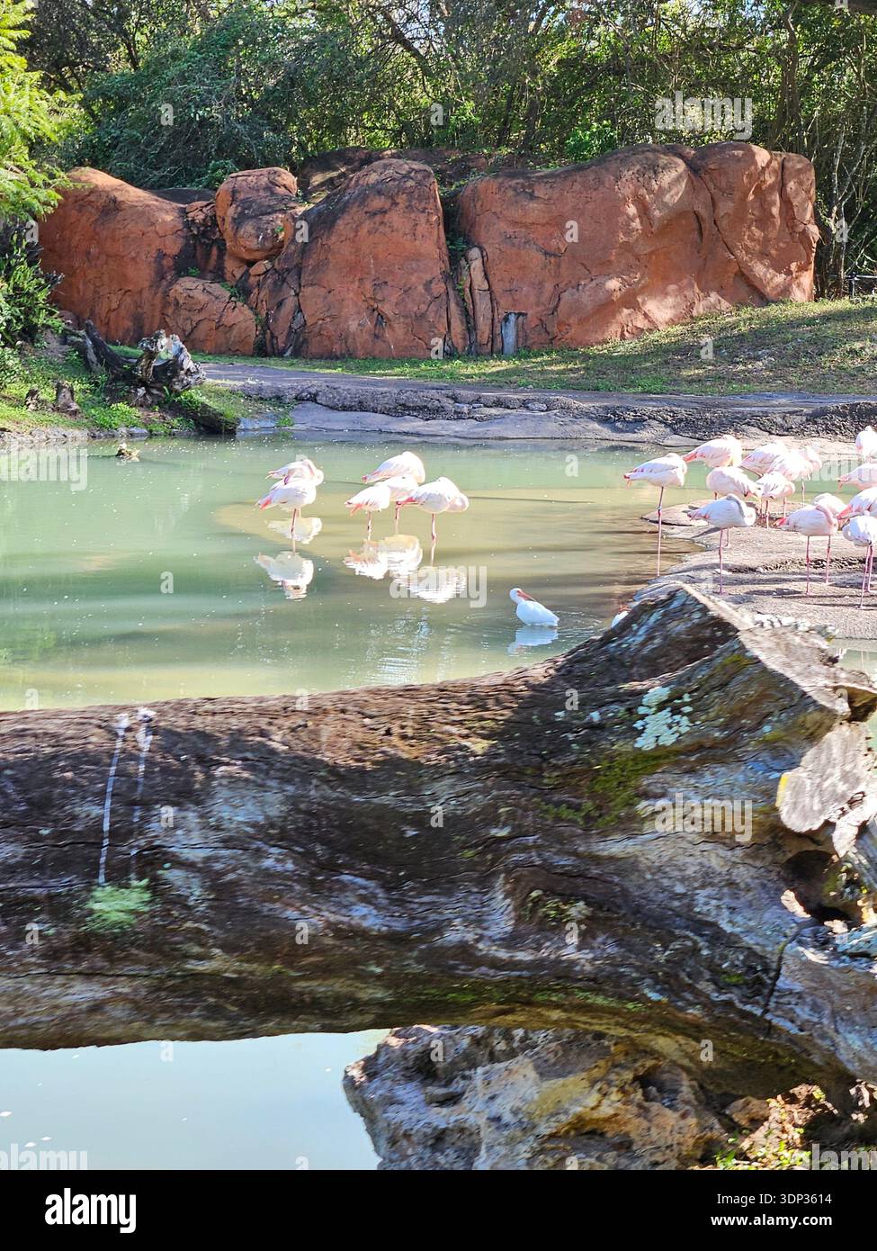 EDITORIAL USE ONLY- ORLANDO FLORIDA- A flock of pink flamingos standing in a calm, shallow lagoon at a tropical wildlife park. The birds are gathered near a rocky bank with a large fallen log in the foreground and red rock formations in the background under bright, natural sunlight. Stock Photo