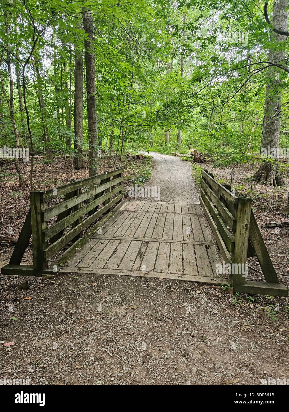 EDITORIAL USE ONLY- CINCINNATI NATURE CENTER, CINCINNATI OHIO-A sturdy wooden footbridge crosses a path in a lush, green deciduous forest. A gravel hiking trail leads away from the bridge into a dense thicket of tall trees with vibrant summer foliage. - Smartphone Captured Stock Image