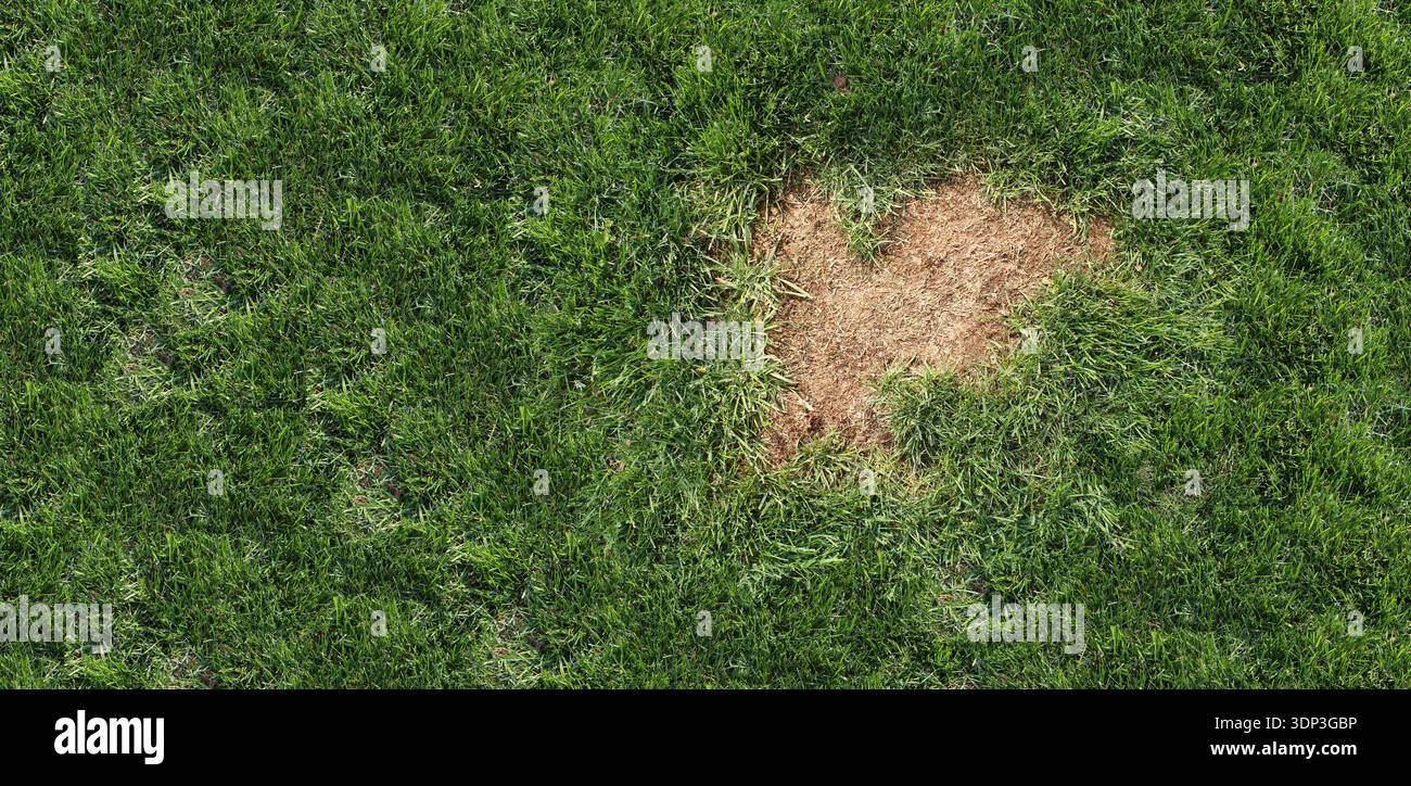 Turf Ribbing Problem Lawn disease background showing landscaping problems and grass health ...