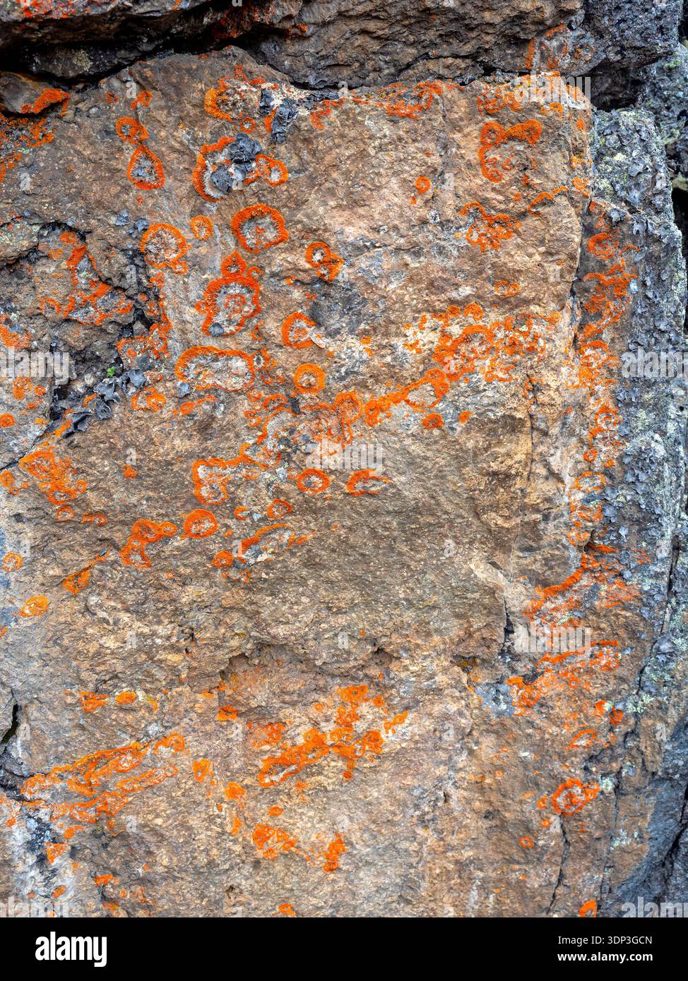 Lichen patterns on rock by Simba Tarn, Mt Kenya Stock Photo - Alamy