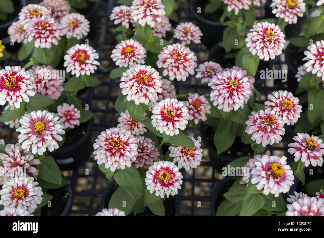 Beautiful top view of vibrant pink and white zinnia flowers in full bloom at garden nursery. cheerful floral background with many plants evokes fresh Stock Photo