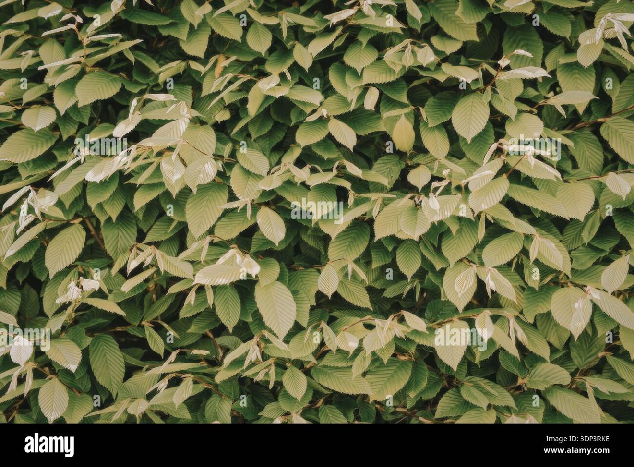 This image features a close-up view of a lush green bush with numerous ...