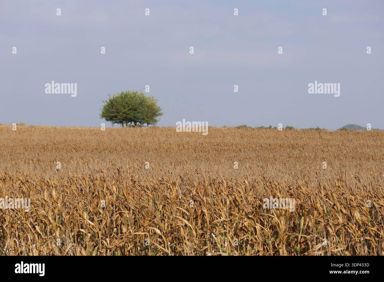 Dry corn plants in the field Stock Photo