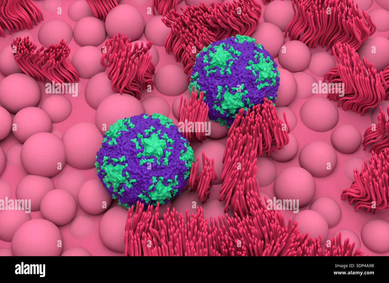 Human Rhinovirus B14 on the nasal mucosa lines - isometric view 3d ...