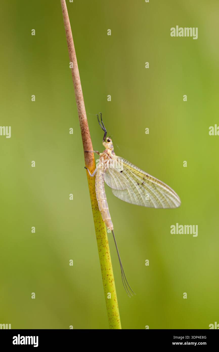 Macro of a Mayfly (Ephemeroptera) resting on a flowering grass stalk. Stock Photo