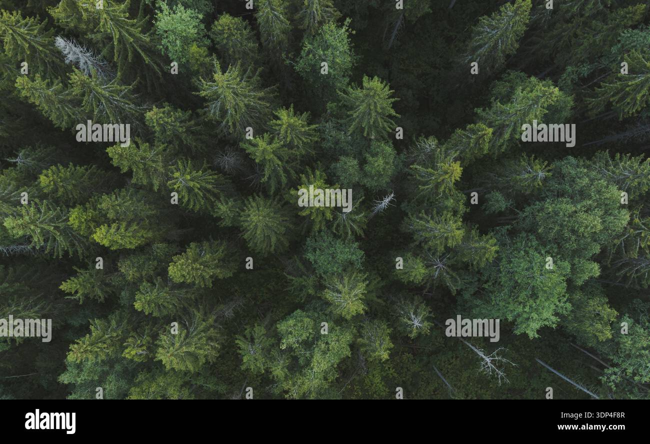 Aerial top view deciduous forest hi-res stock photography and images ...