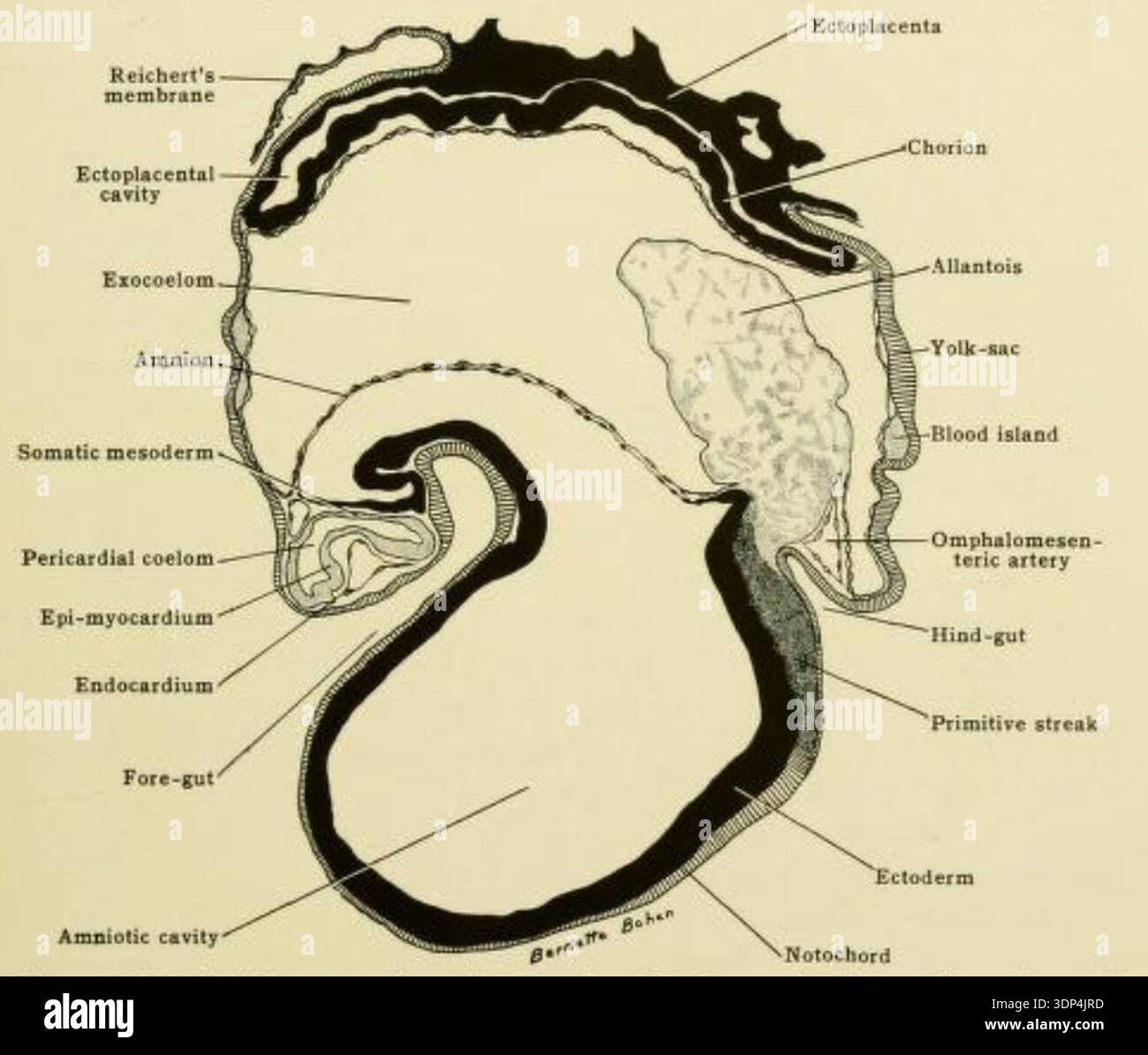 Partly diagrammatic sagittal section of embryo of 7 days 18 hours (Xioo ...