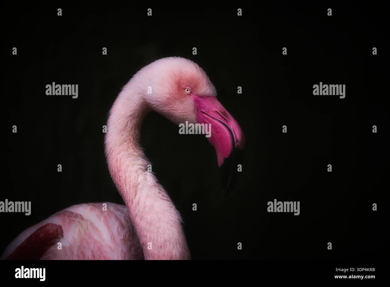 Pink flamingo on black background Stock Photo