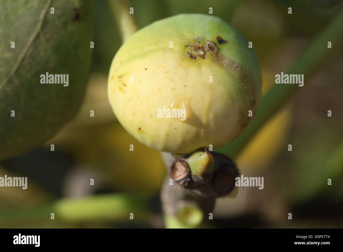 ripening green figs on tree Stock Photo